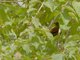 Red-faced Crimsonwing (Cryptospiza reichenovii)