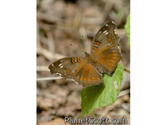 Spotted Brown Pansy (Junonia natalica)