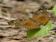 Spotted Brown Pansy (Junonia natalica)