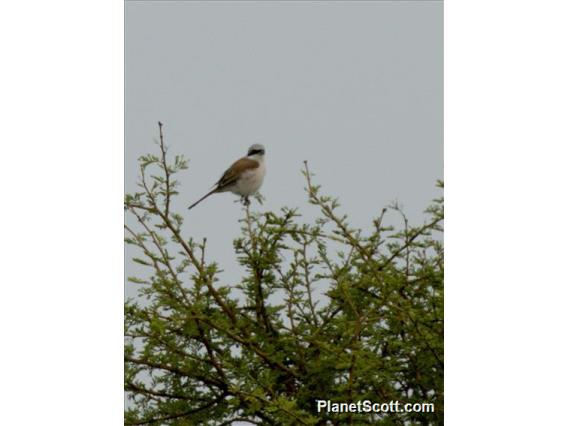 Red-backed Shrike (Lanius collurio)
