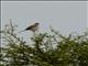 Red-backed Shrike (Lanius collurio)