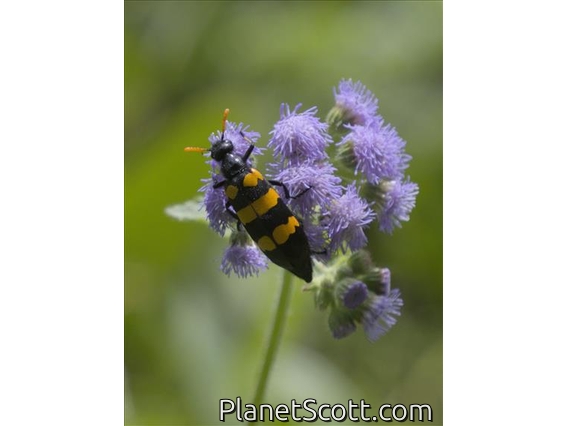 Blister Beetle (Hycleus sp)