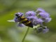 Blister Beetle (Hycleus sp)