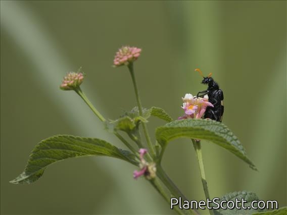 Blister Beetle (Hycleus sp)