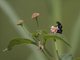Blister Beetle (Hycleus sp)