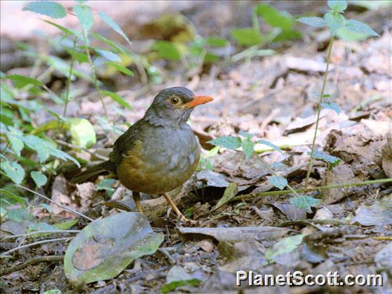 Usambara Thrush (Turdus roehli)