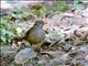 Usambara Thrush (Turdus roehli)