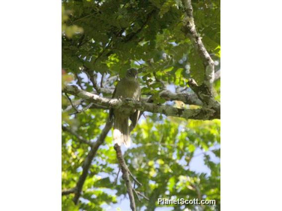 Yellow-bellied Greenbul (Chlorocichla flaviventris)