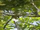 Yellow-bellied Greenbul (Chlorocichla flaviventris)