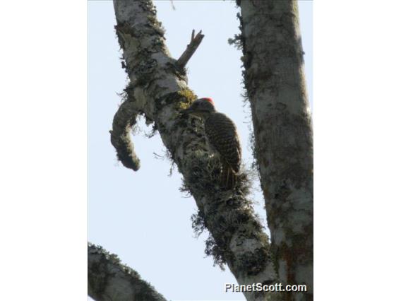 Green-backed Woodpecker (Campethera maculosa)