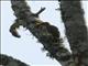 Green-backed Woodpecker (Campethera maculosa)