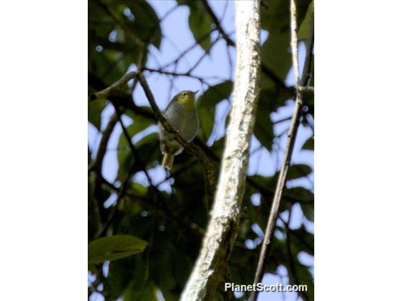 Yellow-throated Woodland-Warbler (Phylloscopus ruficapilla)