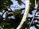 Yellow-throated Woodland-Warbler (Phylloscopus ruficapilla)