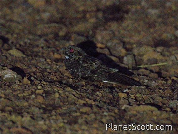 Montane Nightjar (Caprimulgus poliocephalus)