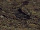 Montane Nightjar (Caprimulgus poliocephalus)