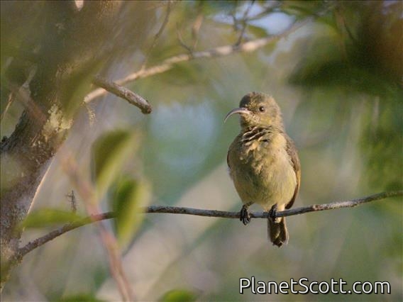Usambara Double-collared Sunbird (Cinnyris usambaricus) - Female