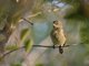 Usambara Double-collared Sunbird (Cinnyris usambaricus) - Female