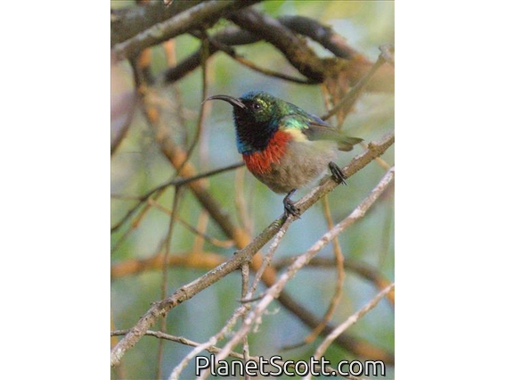 Usambara Double-collared Sunbird (Cinnyris usambaricus) - Male