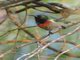 Usambara Double-collared Sunbird (Cinnyris usambaricus) - Male