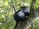 Angolan Colobus (Colobus angolensis)