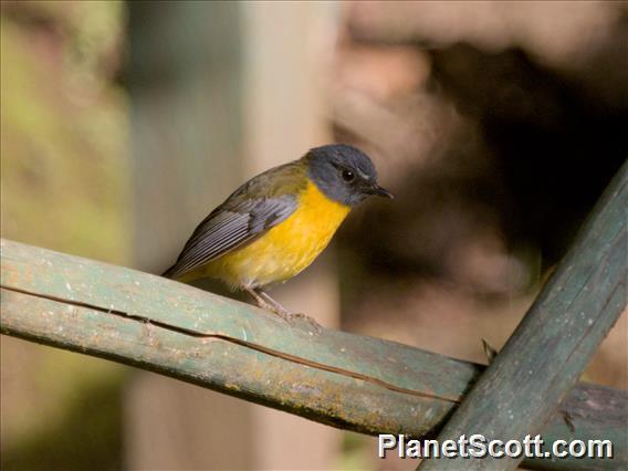 White-starred Robin (Pogonocichla stellata)