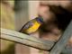 White-starred Robin (Pogonocichla stellata)