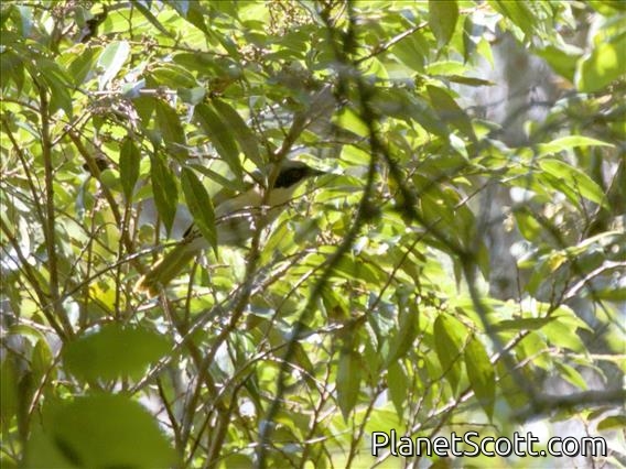 Black-fronted Bushshrike (Chlorophoneus nigrifrons) - Female