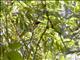 Black-fronted Bushshrike (Chlorophoneus nigrifrons) - Female