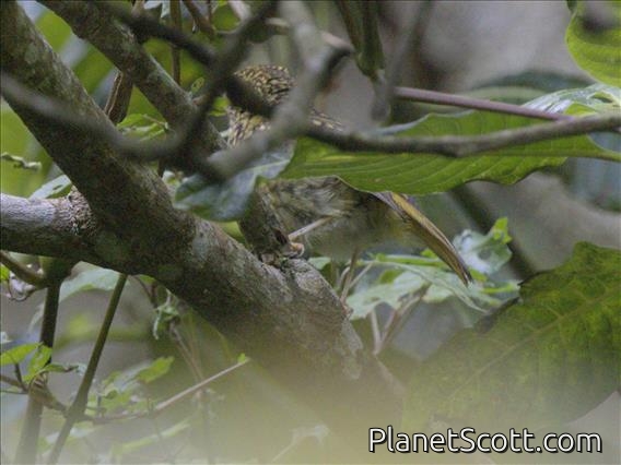 Spot-throat (Modulatrix stictigula)