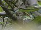 Spot-throat (Modulatrix stictigula)