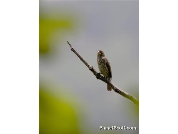 Thick-billed Seedeater (Crithagra burtoni)