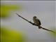 Thick-billed Seedeater (Crithagra burtoni)