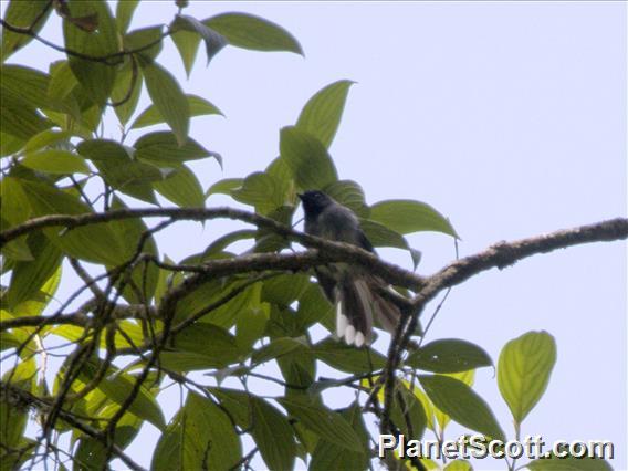 White-tailed Crested-Flycatcher (Elminia albonotata)