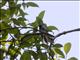 White-tailed Crested-Flycatcher (Elminia albonotata)