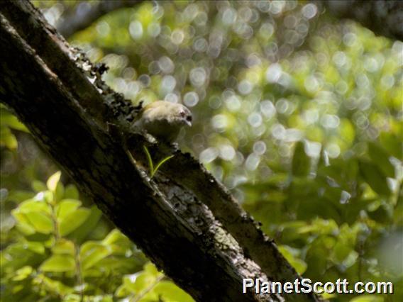 Usambara Greenbul (Phyllastrephus albigula)