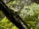 Usambara Greenbul (Phyllastrephus albigula)