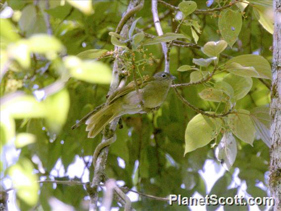 Shelley's Greenbul (Arizelocichla masukuensis)
