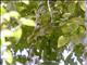 Shelleys Greenbul (Arizelocichla masukuensis)