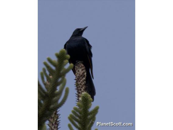 Waller's Starling (Onychognathus walleri)