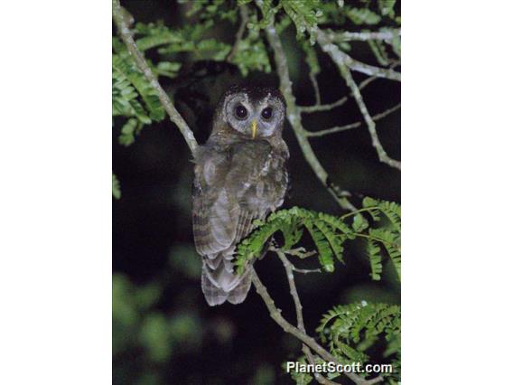 African Wood-Owl (Strix woodfordii)
