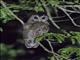 African Wood-Owl (Strix woodfordii)