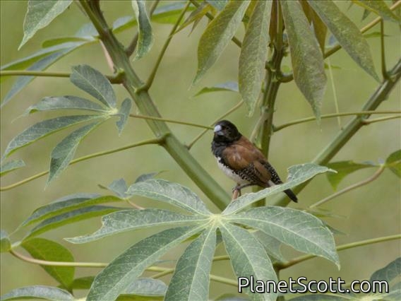 Black-and-White Mannikin (Spermestes bicolor)