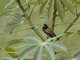 Black-and-White Mannikin (Spermestes bicolor)