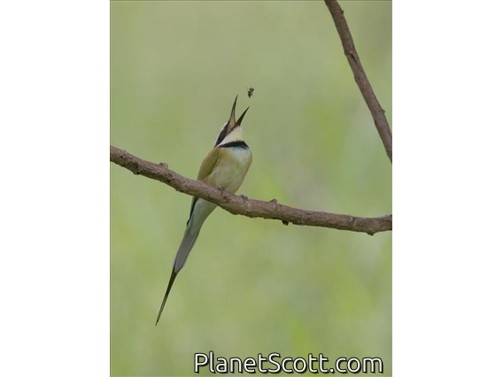 White-throated Bee-eater (Merops albicollis)