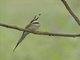 White-throated Bee-eater (Merops albicollis)