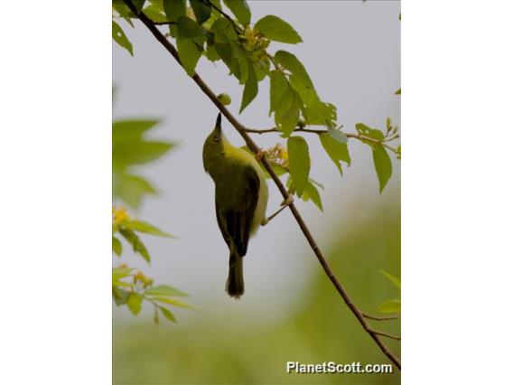 Green-capped Eremomela (Eremomela scotops)