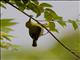 Green-capped Eremomela (Eremomela scotops)