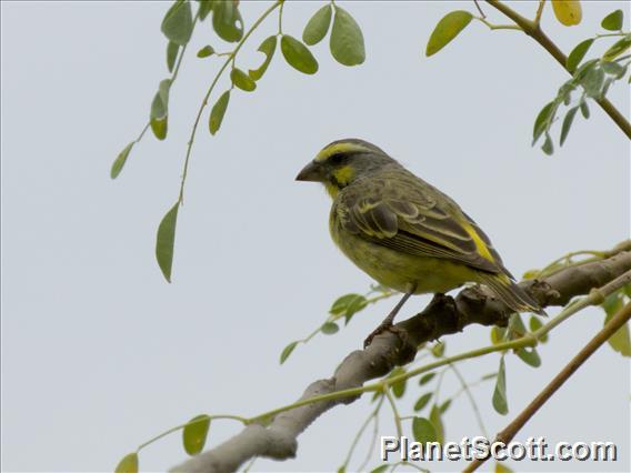 Yellow-fronted Canary (Crithagra mozambica)