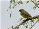Yellow-fronted Canary (Crithagra mozambica)