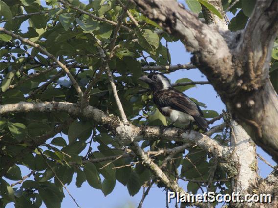 White-eared Barbet (Stactolaema leucotis)